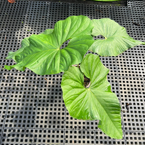 Anthurium balaoanum G
