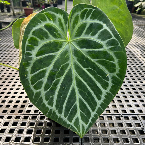 Anthurium Botanic