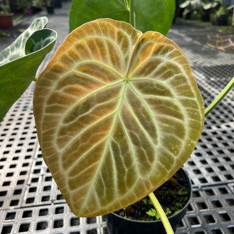 Anthurium Botanic
