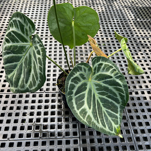 Anthurium Botanic