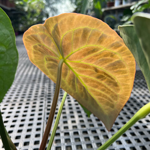 Anthurium Botanic