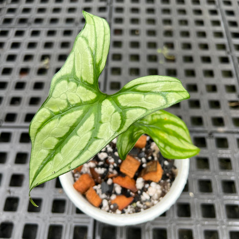 Cercestis Mirabilis