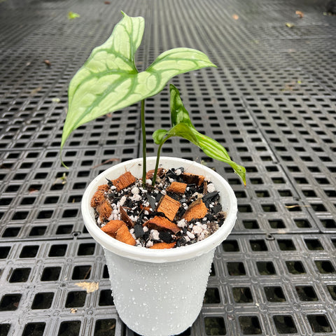 Cercestis Mirabilis