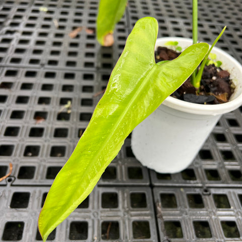 Philodendron sp. 1171