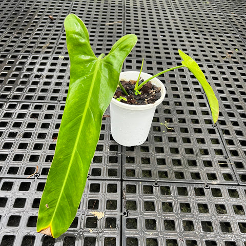 Philodendron sp. 1171