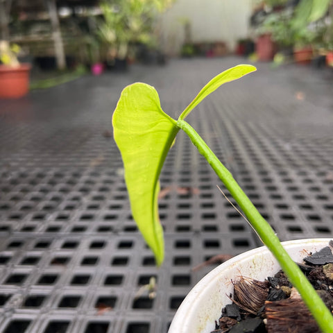 Philodendron sp. 1171