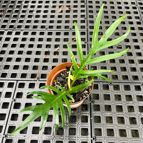 Philodendron tortum