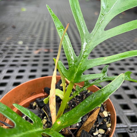 Philodendron tortum