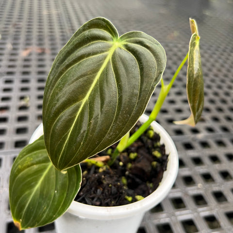 Philodendron melanochrysum