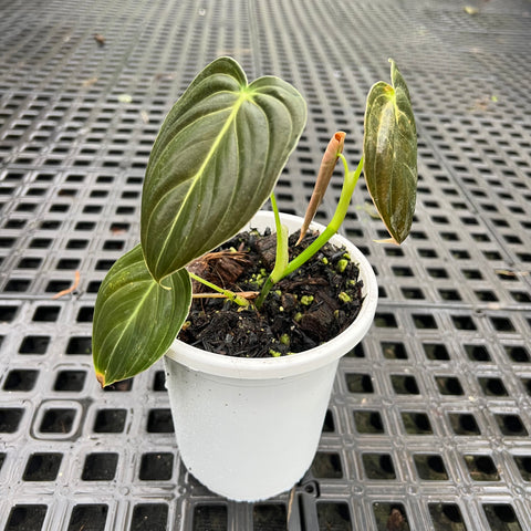 Philodendron melanochrysum