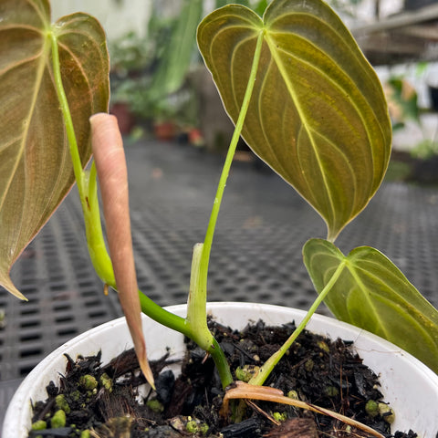 Philodendron melanochrysum