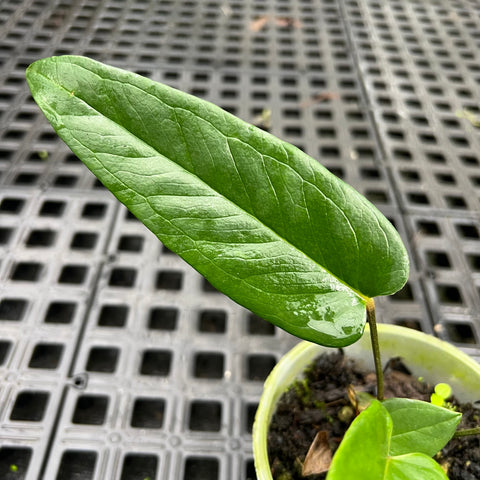 Anthurium zappiae