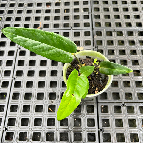 Anthurium zappiae