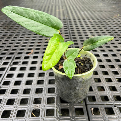 Anthurium zappiae