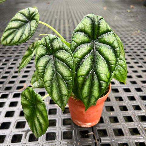Alocasia baginda 'Dragon Scale'