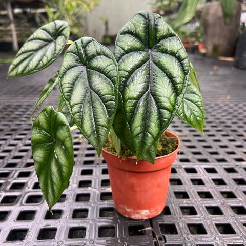 Alocasia baginda 'Dragon Scale'