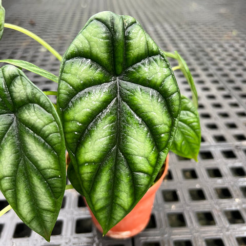 Alocasia baginda 'Dragon Scale'