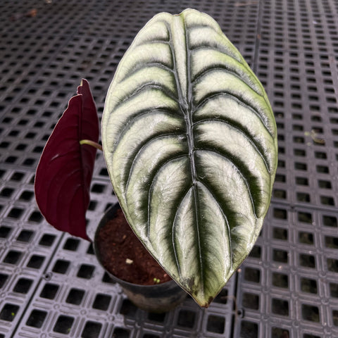 Alocasia cuprea