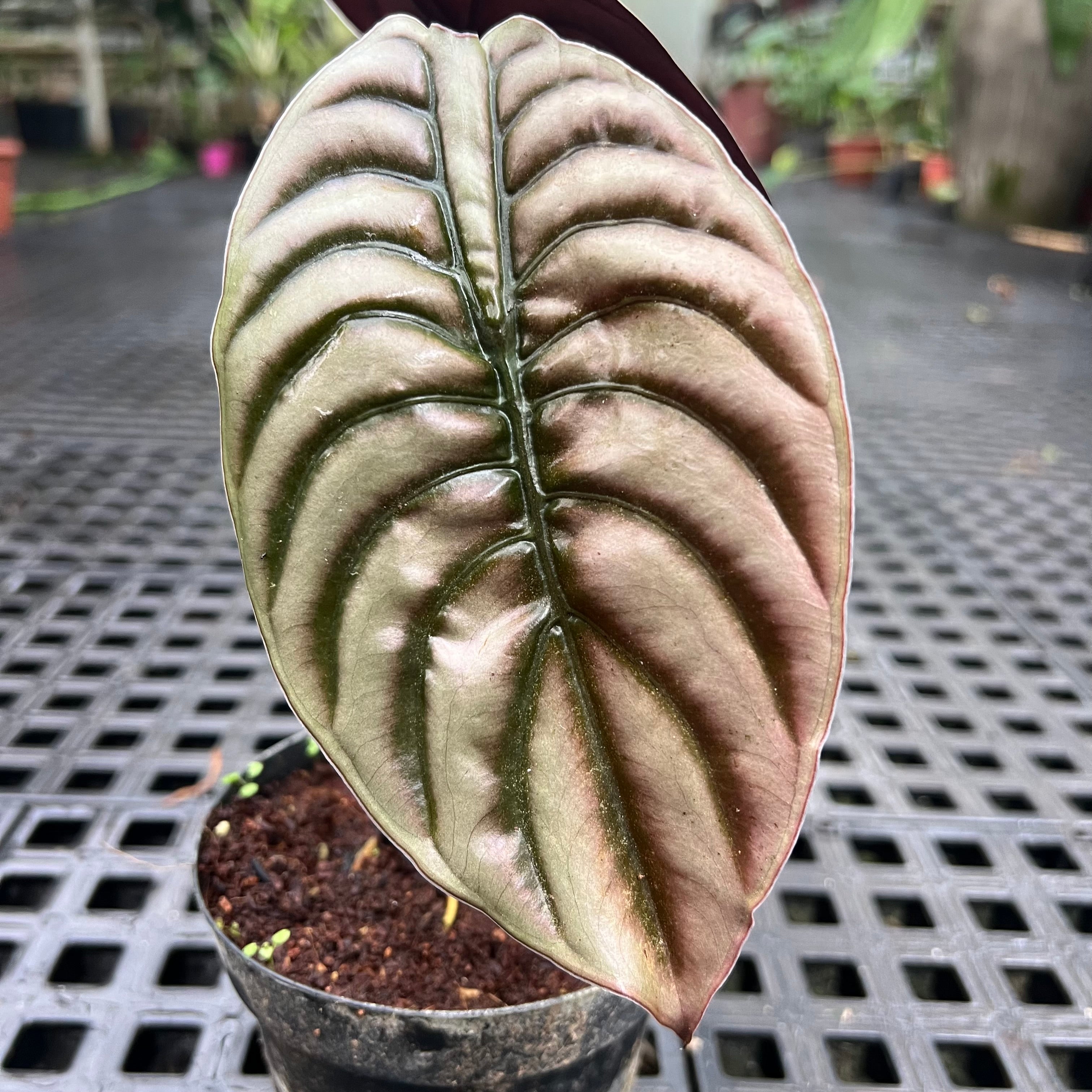 Alocasia cuprea – Entre Raízes Botânica