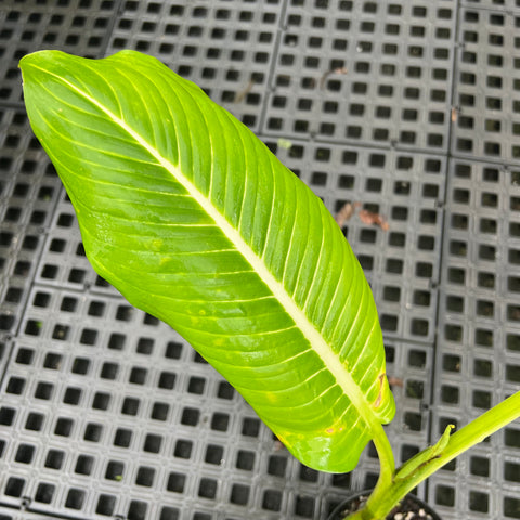 Dieffenbachia Starling