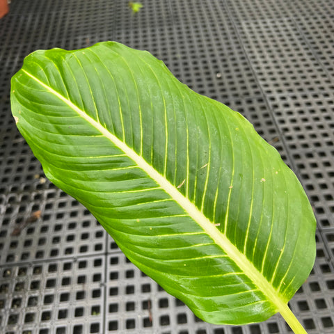 Dieffenbachia Starling