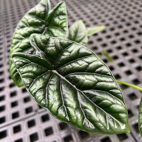 Alocasia Sinuata