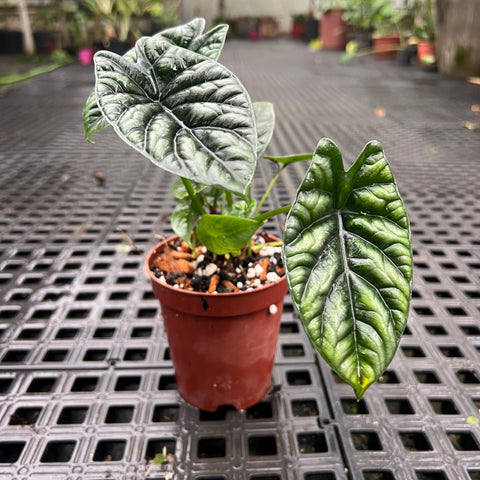 Alocasia Sinuata