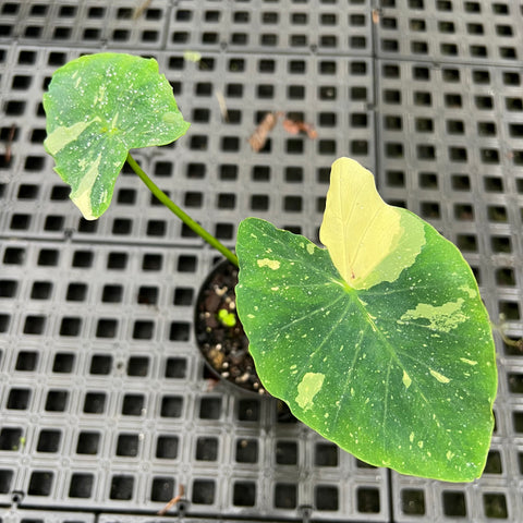 Colocasia Elepaio