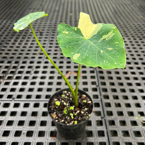 Colocasia Elepaio
