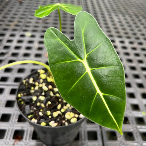 Alocasia 'Frydek'  P