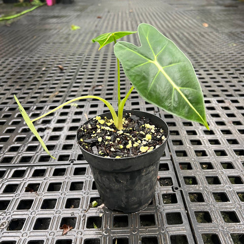 Alocasia 'Frydek'  P