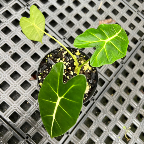 Alocasia 'Frydek'  P
