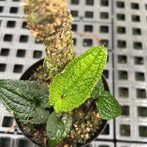 Anthurium clidemioides