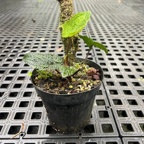 Anthurium clidemioides