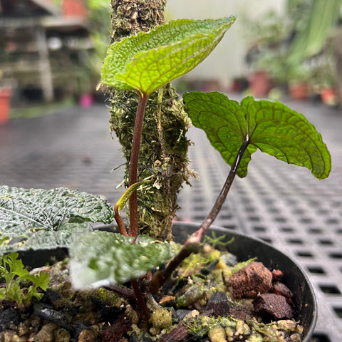 anthurium clidemioides Anthurium clidemioides – Entre Raízes Botânica