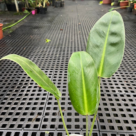 Philodendron renauxii