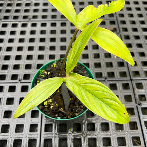 Philodendron melloi