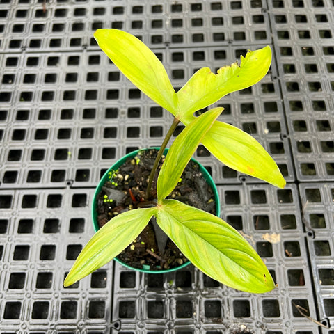 Philodendron melloi