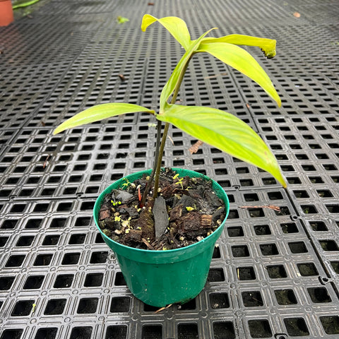Philodendron melloi