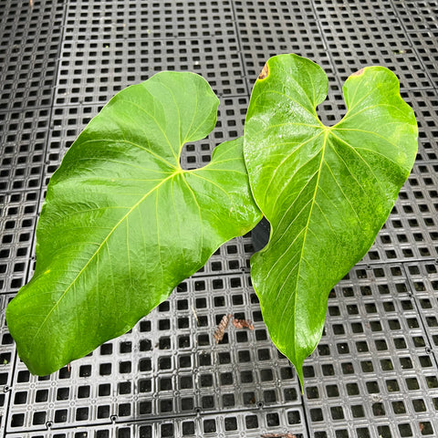 Anthurium sp. 'Colômbia'