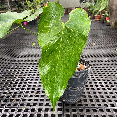Anthurium sp. 'Colômbia'