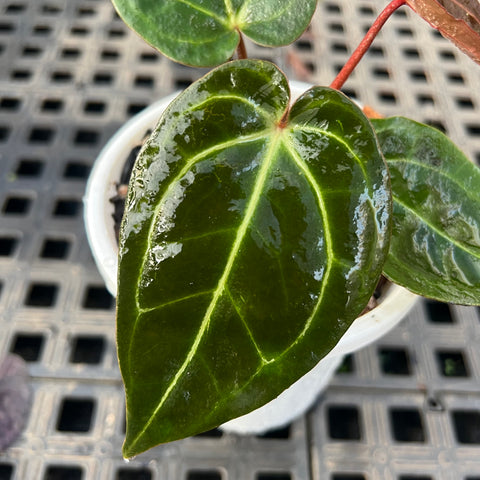 Anthurium NOID scott chen x (michele x zara)
