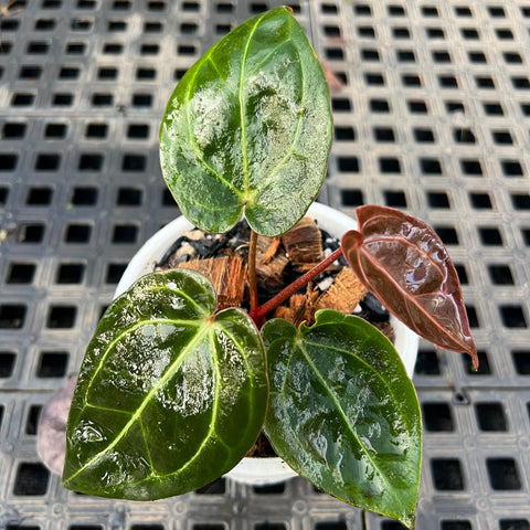 Anthurium NOID scott chen x (michele x zara)