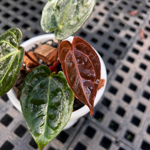 Anthurium NOID scott chen x (michele x zara)