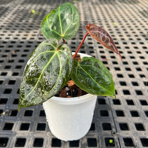 Anthurium NOID scott chen x (michele x zara)