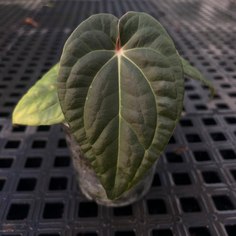 Anthurium 'David Portilla Dreams' (luxurians x forgetii)