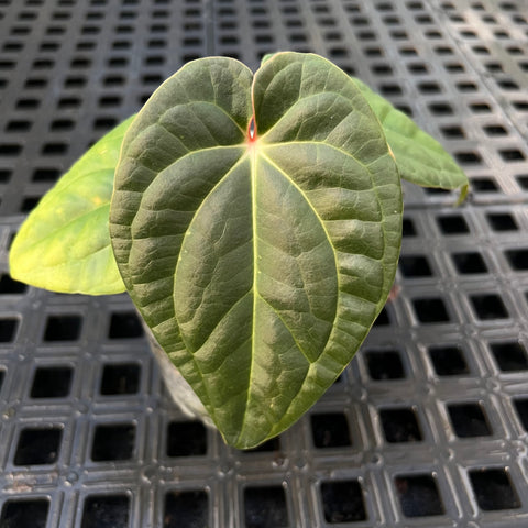 Anthurium 'David Portilla Dreams' (luxurians x forgetii)