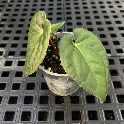 Anthurium 'David Portilla Dreams' (luxurians x forgetii)