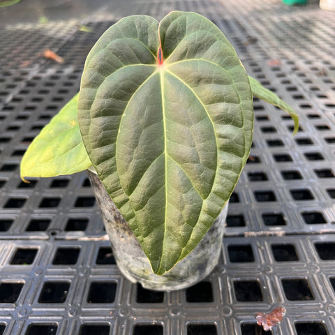 Anthurium 'David Portilla Dreams' (luxurians x forgetii)