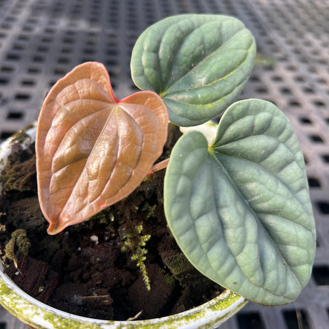 Anthurium luxurians 'platinum'